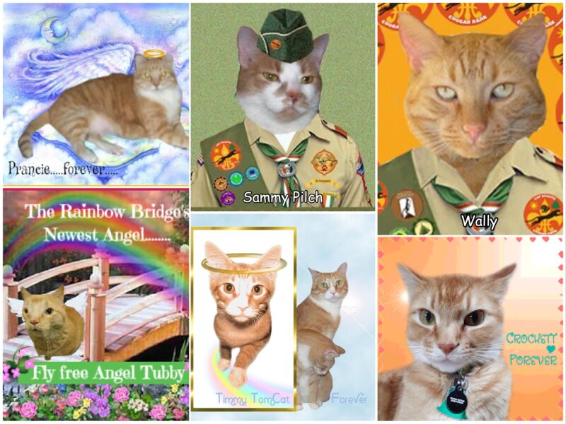 Collage of ginger tabby cats.