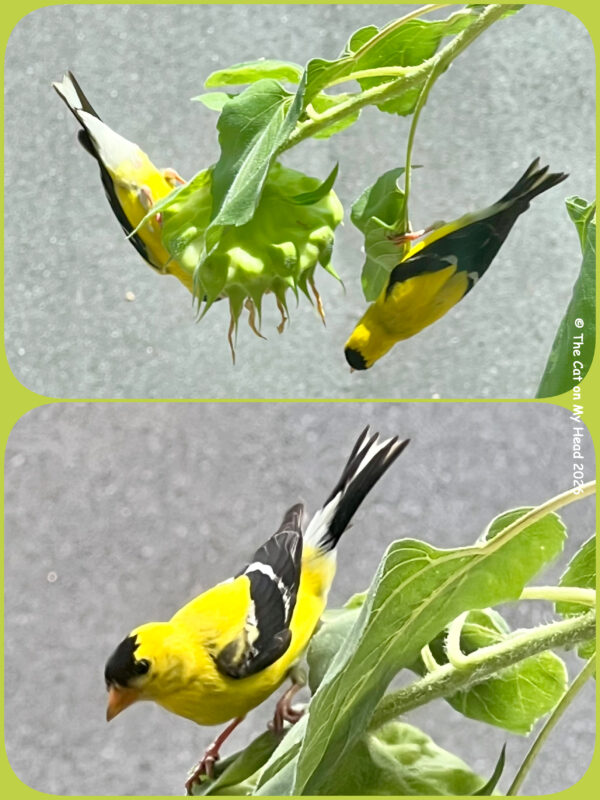 birds beetles Collage a goldfinches on sunflowers.