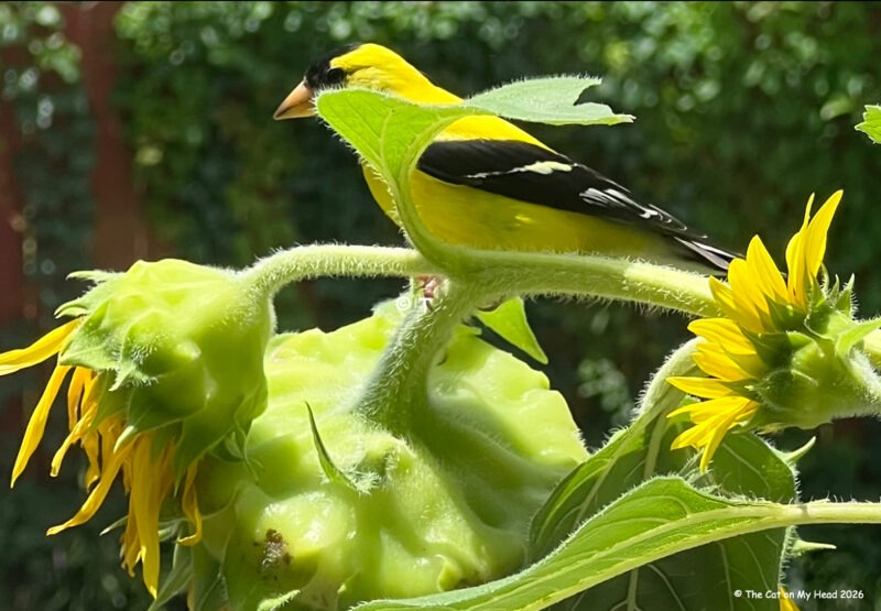 A male goldfinch sitting on sunflowers near a bird feeder is a surpise visitor.