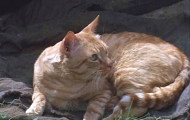 Ginger cat Orangey.