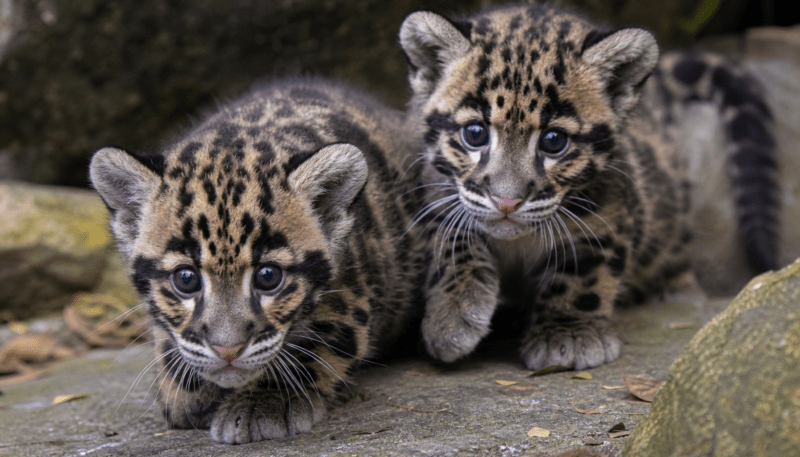 Two Clouded Leopard cubs.