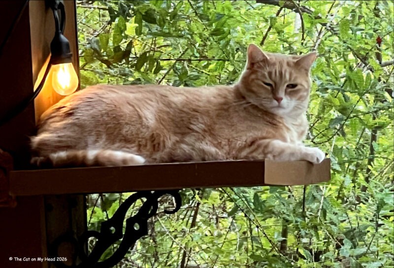 Feline Friday Peach tabby cat hanging out on a perch on a catio for Feline Friday.
