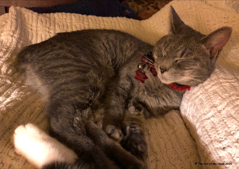 poem thankfuls angel Grey Manx tabby cat napping.