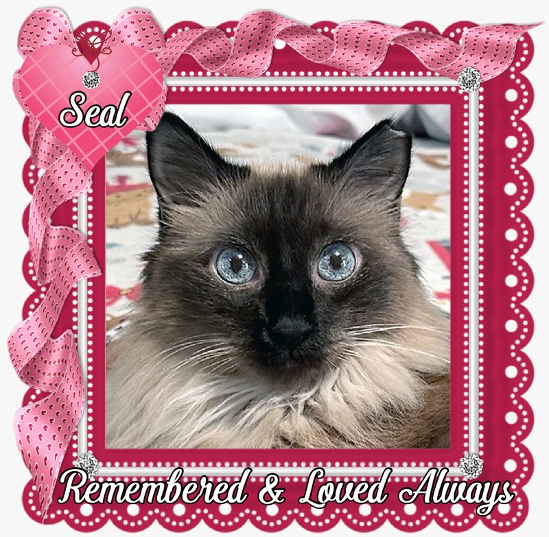 Sunday Selfies anniversary Long-haird siamese cat with crystal blue eyes in a red and pink lace frame with ribbons and the words, "Seal Remembered and Loved Always."
