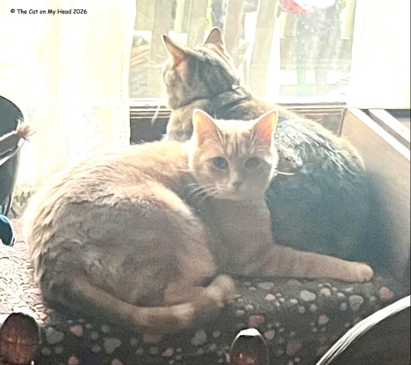 A peach-colored tabby and a torbie (siblings) snuggled together.