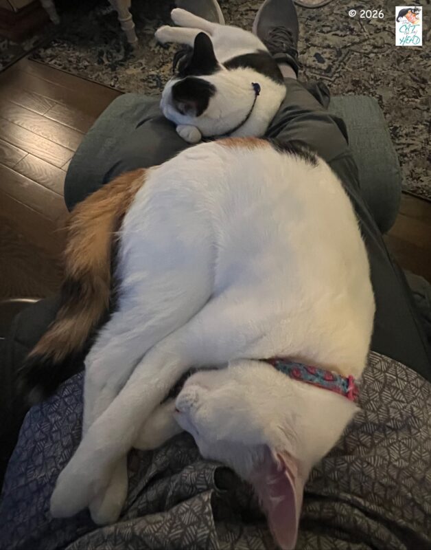 Two one-year-old kittens lying length-wise on a man's waist and legs in cat dad life.