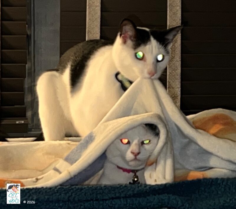 Two hooligan kittens.