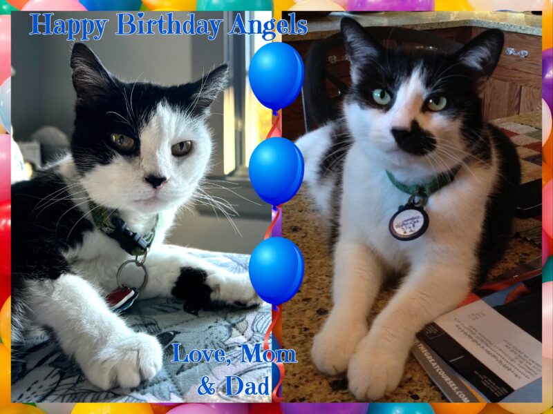 Birthday card for two angel tuxedo cats with their photos.