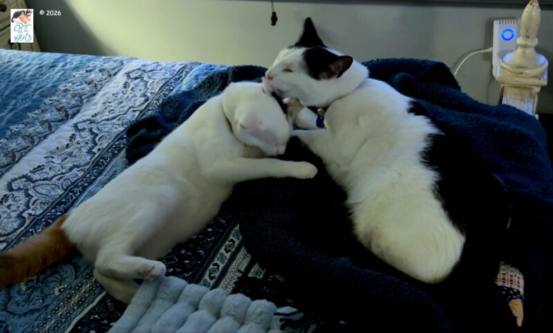 White and black cat giving a white and calico cat an involuntary ear wash.