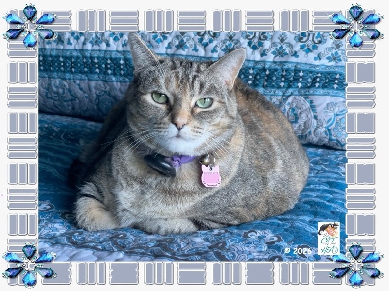 An awesome selfie of a torbie cat in a frame with gemstone flowers. 