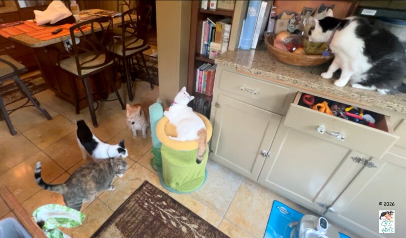 Tummy clocks never lie as FIVE CATS GATHER FOR BREAKFAST.