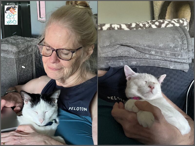 Blonde cat mom sharing her life with a white and black kitten and a white and calico kitten.