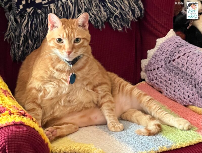 Large ginger cat sitting on his hindquarters and having his bath interrupted by the photographer. 