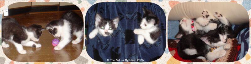 Collage of two tuxedo kittens
