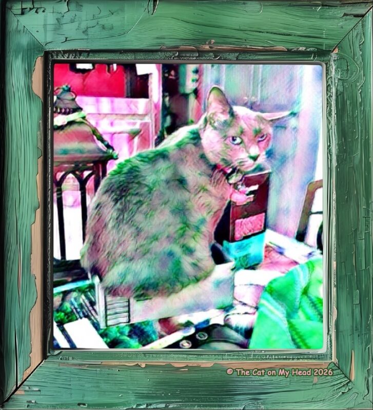 Grey cat with one airplane ear and giving the stink eye while trying to fit her fanny in a small box. She is displayed as art created with the Painnt app.