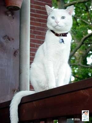 Blue-eyed white cat sitting on a porch railing.