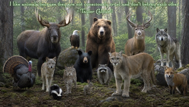 Forest scene with a variety of different animals and a quote from author Taylor Caldwell.