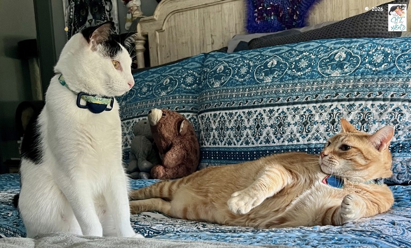 A white and black cat contemplating bothering a huge ginger tabby cat that has raised its paw to warn off the other cat.